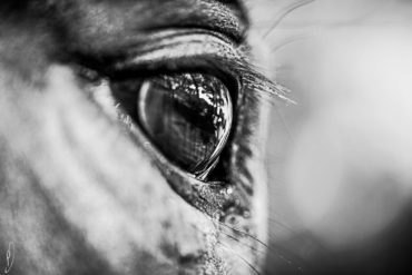 Equestrian, equestrian photography, equestrian photography bw, equestrian photography black & white, black & white photography, photography art, equestrian photography art, horse photography, horse, häst foto, Philippa Davin photography, Philippa Davin foto, equestrian inspiration, , black & white photo, bw horse photos, Philippa Davin photo, equestrian bw photography, equestrian black & white photography, equestrian black & white photo, fine art photography, equestrian fine art photography, fine art photo, fine art bw photography, fine art bw equestrian photography