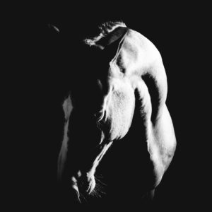 Mystery - fine art horse photography